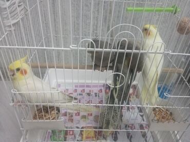 Digər kənd təsərrüfatı heyvanları: Karella - Qəfəs: ağ metal karkaslı, iki mərtəbəli hündür — 5