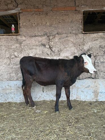 Коровы, быки: Продаю | Бык (самец) | Ангус, Алатауская, Швицкая | На откорм | Осеменитель