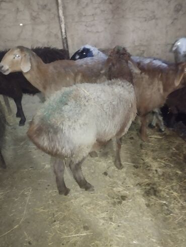 Бараны, овцы: Продаю | Баран (самец) — 12