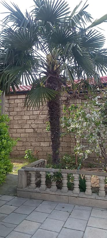 ağac gülləri: Dekorativ xurma palması – Trachycarpus (fan palm) - Növ: Dekorativ — 2