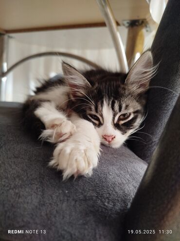 котята персидские: 4 месяца, Девочка