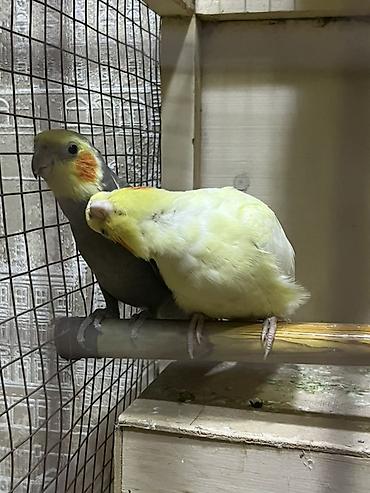 tutuqu: Nymph parakitləri (cockatiel) cütü RUCNOY QUŞlardi ikiside dişlemir — 3