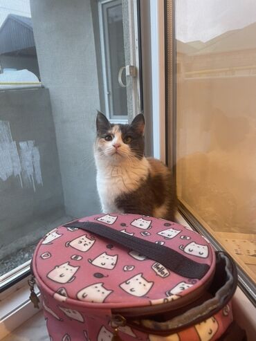 pişik etibarlı əllərə verilir: Dişi, Yaxşı əllərə, Ünvandan götürmə