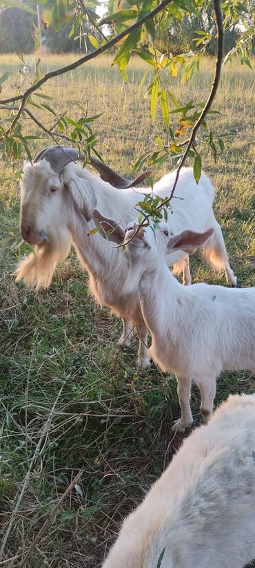 Keçi, çəpiş: 2 təkə 42 ədəd dişi kecilər var Təkəsini alib hamisi bogazdi kom — 13