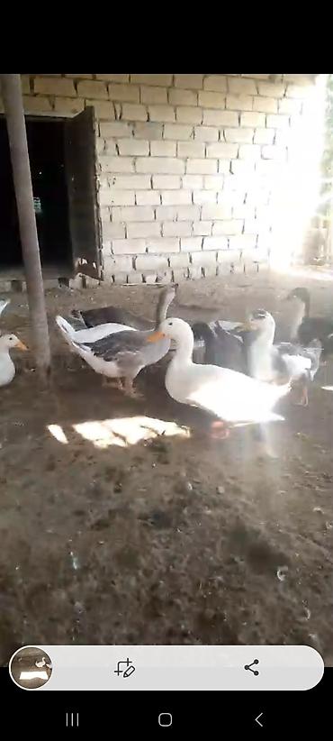kənd toyuq: 4dene yerli qaz 20 mdan son qiymet — 1