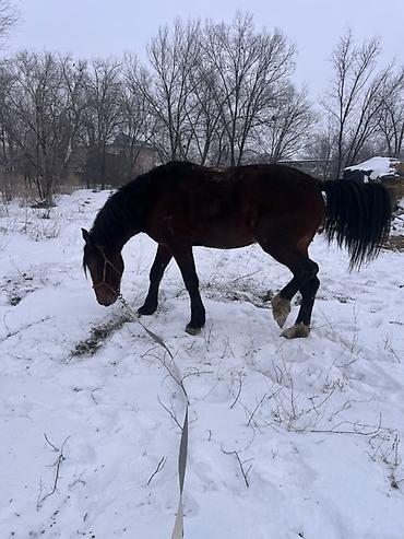 Лошади, кони: Продаю | Жеребец | Полукровка | Для разведения | Племенные — 2