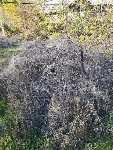 купля дрова: Отун lalafo.kg да купля дрова: Отун