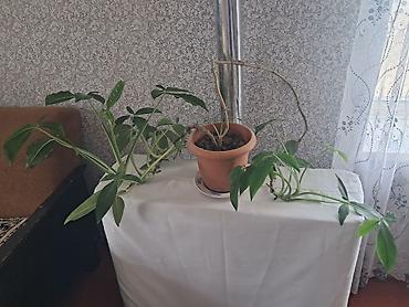 bitki dərmanları satışı: Monstera (sarmaşıq tipli ev bitkisi) – dibçəkdə - Uzun, asma gövdəli — 1