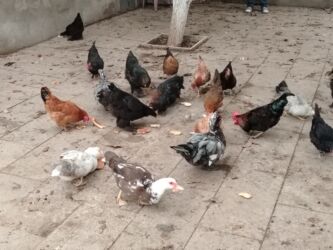 Ördəklər: Başlıq:Ev quşları Təsvir: Həyət quşları satılır: - Ördeyin xoruzu – — 5