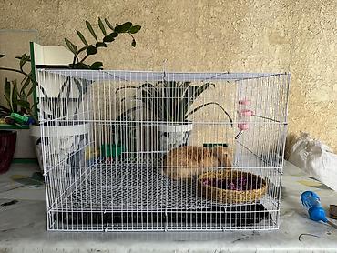 живой баран: Клетка для кролика/грызуна с глубоким поддоном и решетчатым полом - — 6