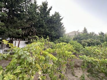 Bağ evlərinin satışı: Digah, 300 kv. m, 7 otaqlı, Hovuzlu, İşıq, Artezian quyusu, Kanalizasiya -da lalafo.az — 8 Bağ evlərinin satışı: Digah, 300 kv. m, 7 otaqlı, Hovuzlu, İşıq, Artezian quyusu, Kanalizasiya — 8