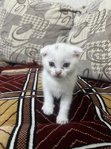 хамелеон животные: 🐾 Продаются милые котята! 🐾 Ищут заботливых хозяев 3 котёнка: 🤍 2 — 3