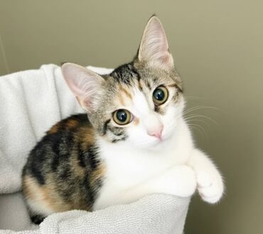 Pişiklər: Dişi, Yaxşı əllərə — 7