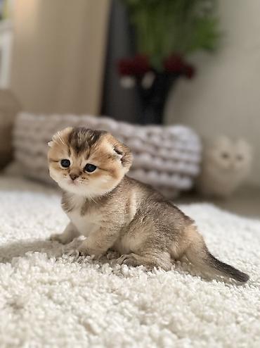 Продажа кошек: Скотиш Фолд (Шотландская вислоухая), 2 месяца, Девочка — 8