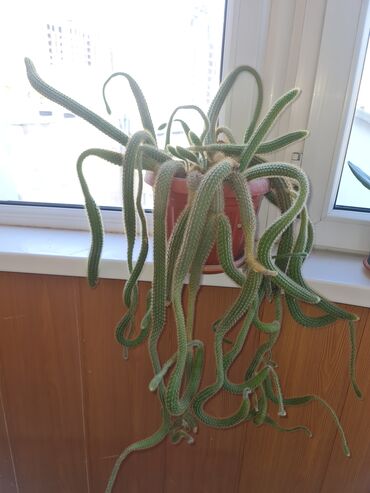 Другое для спорта и отдыха: Ампельный кактус "Медуза Горгона" Комнатные растения. цены на фото