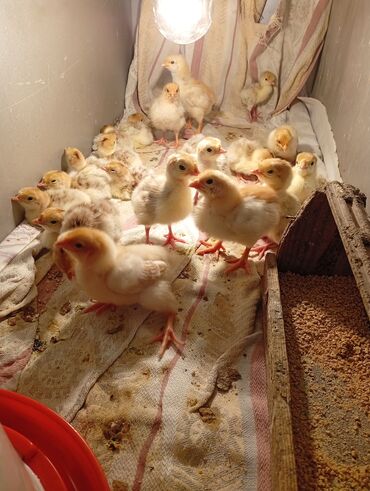 Hinduşka: Qırmızı kanada Hinduşka balalarının satışı başlayıb hər həftə olacaq — 2