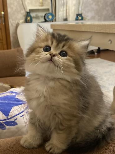 Pişiklər: Şinşilla, Dişi — 3