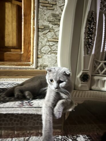 Pişiklər: Şotland, Erkək, Cütləşmə üçün — 7