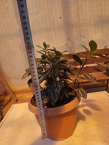 Комнатные растения: Арбуз. Пилея Кадье (Pilea cadierei), также известная как — 1