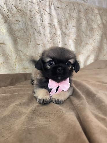 heyvan daşıma cantası: Pekines, 1 ay, Dişi — 1
