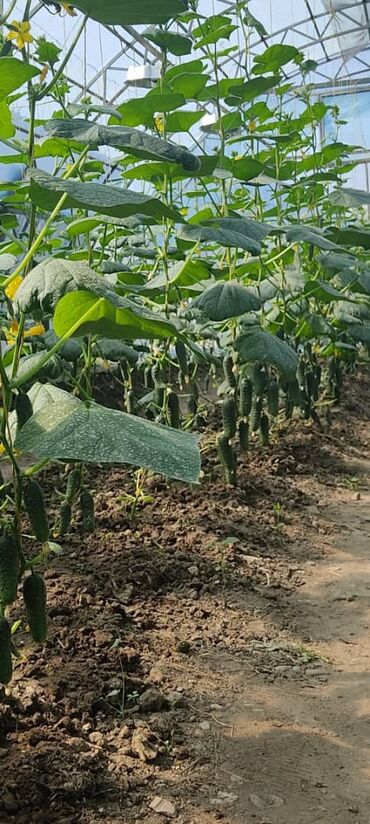 Теплицы: Продается теплица, размер 23/8 — 3