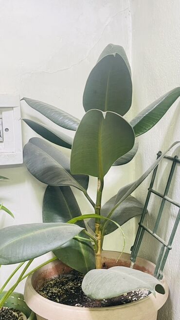 лимон комнатный купить: Комнатные растения в горшках для офиса и дома 1) Фикус эластика