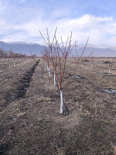 Продажа участков: 80 соток, Для сельского хозяйства — 7