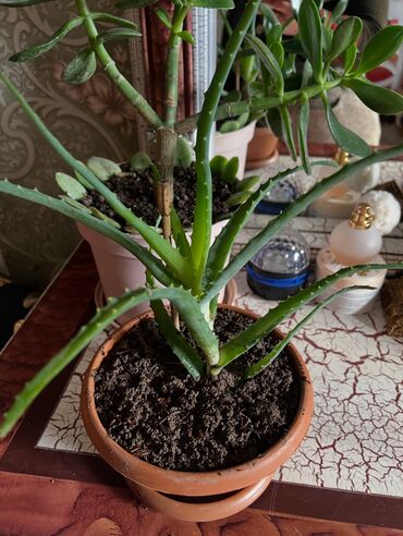 Otaq bitkiləri: Her nov guler var endirimnen verecem Gencedi istiyen yazsin satiş — 98