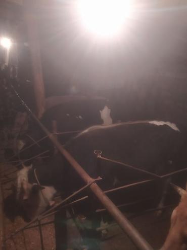 Inəklər, öküzlər: Inəklər, öküzlər — 5