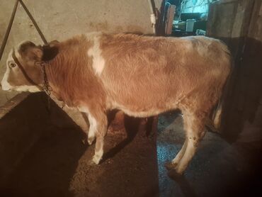 Dana, buzov: Satılır: cins dana - Növ: iribuynuzlu (dana) - Rəng: açıq qəhvəyi — 6