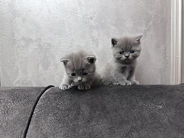 Мышыктар: Готовы к бронированию котята: Scottish fold и Scottish straight — 1