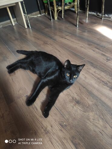 Pişiklər: Erkək, Cütləşmə üçün — 7