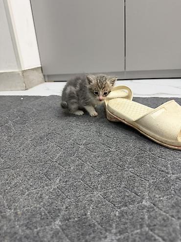 кошки серые: Котята, домашние. Пушистые малыши с мягкой шерстью: один тёмный — 3