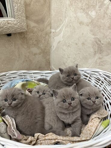 сколько стоит вислоухий кот: Плюшевые котята серого (голубого) окраса - Порода
