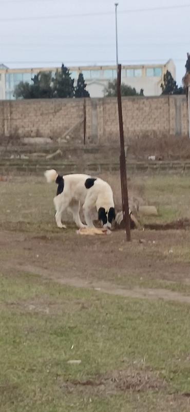 İtlər: Alabay, 1 il, Dişi, Peyvəndli — 2