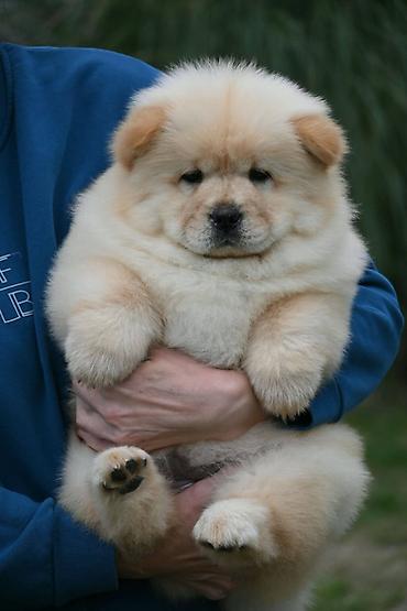 maltezera mali psi za stan na poklon: Chow Chow Čau Čau štenci Odgajivacnica Royal Ramonda (FCI 7710) ima u — 3