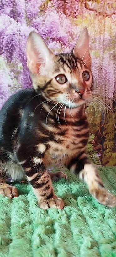 Продажа кошек: Бенгальская, 2 месяца, Мальчик, Черный, Приучена к лотку, Проглистована, С документами — 25