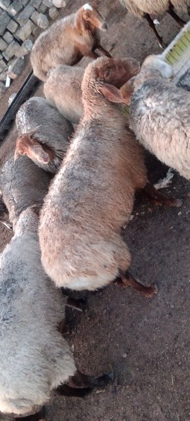 Qoyunlar, qoçlar: Dişi, il: 5, 55 kq, Ətlik, Ünvandan götürmə — 4