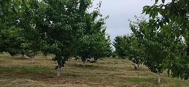 gilas bağı: 200 sot, Kənd təsərrüfatı, Kupça (Çıxarış) — 1