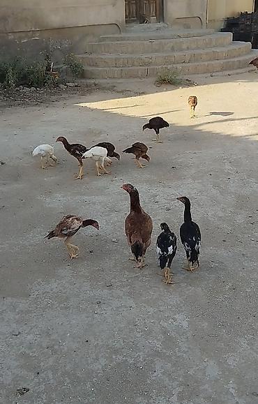 Heyrati cuceleri. Salam allah haminin malina xeyr versin. Turk cinsi lalafo.az -da Heyrati cuceleri. Salam allah haminin malina xeyr versin. Turk cinsi