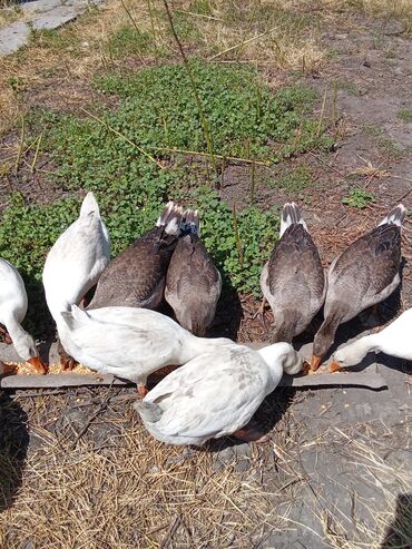 продажа голубей: Продаю гусей!!!! 6штук порода обычная белая 4шт большие серые цена