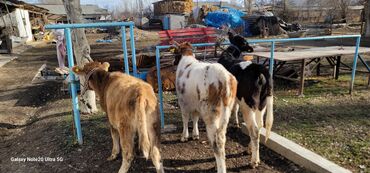 Коровы, быки: Продаю | Музоо, торпок | На откорм | Привязанные — 2