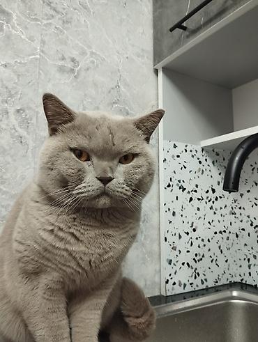 Мышык кууту: Ит кууту: Британ кыска жүндүү, Эркек, 2 жаш, Лотокко барууга үйрөтүлгөн, Курттардан тазаланган, Эмделген, Кызгылт көгүш — 8