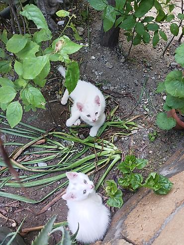 Кошки: Самец, В добрые руки, Самовывоз — 3