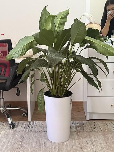 Спатифиллум (Spathiphyllum) в высоком белом кашпо. - Крупное
