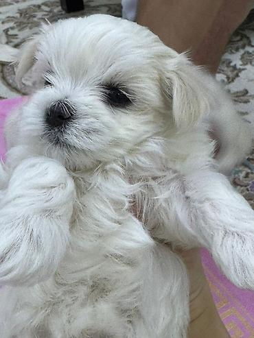 İtlər: Malta bolonka — 16