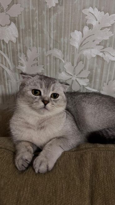 Pişiklər: Şotland yastı qulaq, Dişi, Yaxşı əllərə, Ödənişli çatdırılma — 17