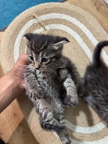 Мышыктар: Котята, полосатые и дымчатые окрасы - Порода: домашние — 3
