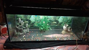 koi baliqlari: Dördbucaq akvarium, Boş, 70 l, Ünvandan götürmə — 1