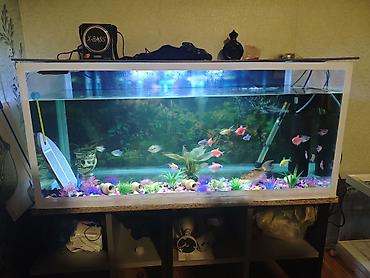 akvaryum filtiri: Dördbucaq akvarium, Balıqlarla birlikdə, 144 l, Ödənişli çatdırılma — 2